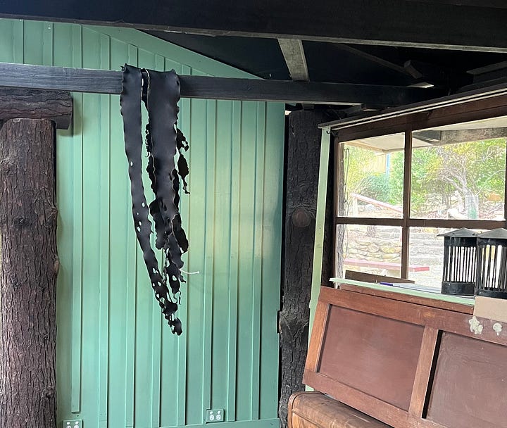 A picture of kelp drying in the rafters, another of a big old twisted gum tree growing on the foreshore and a picture of the beach under blue skies.