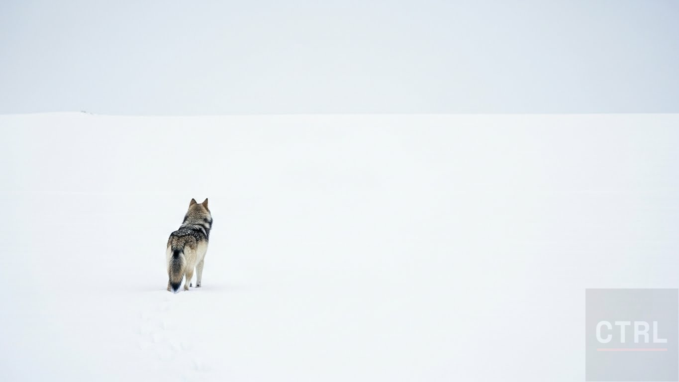 A solitary wolf standing in snow facing an empty horizon with tracks leading into the distance