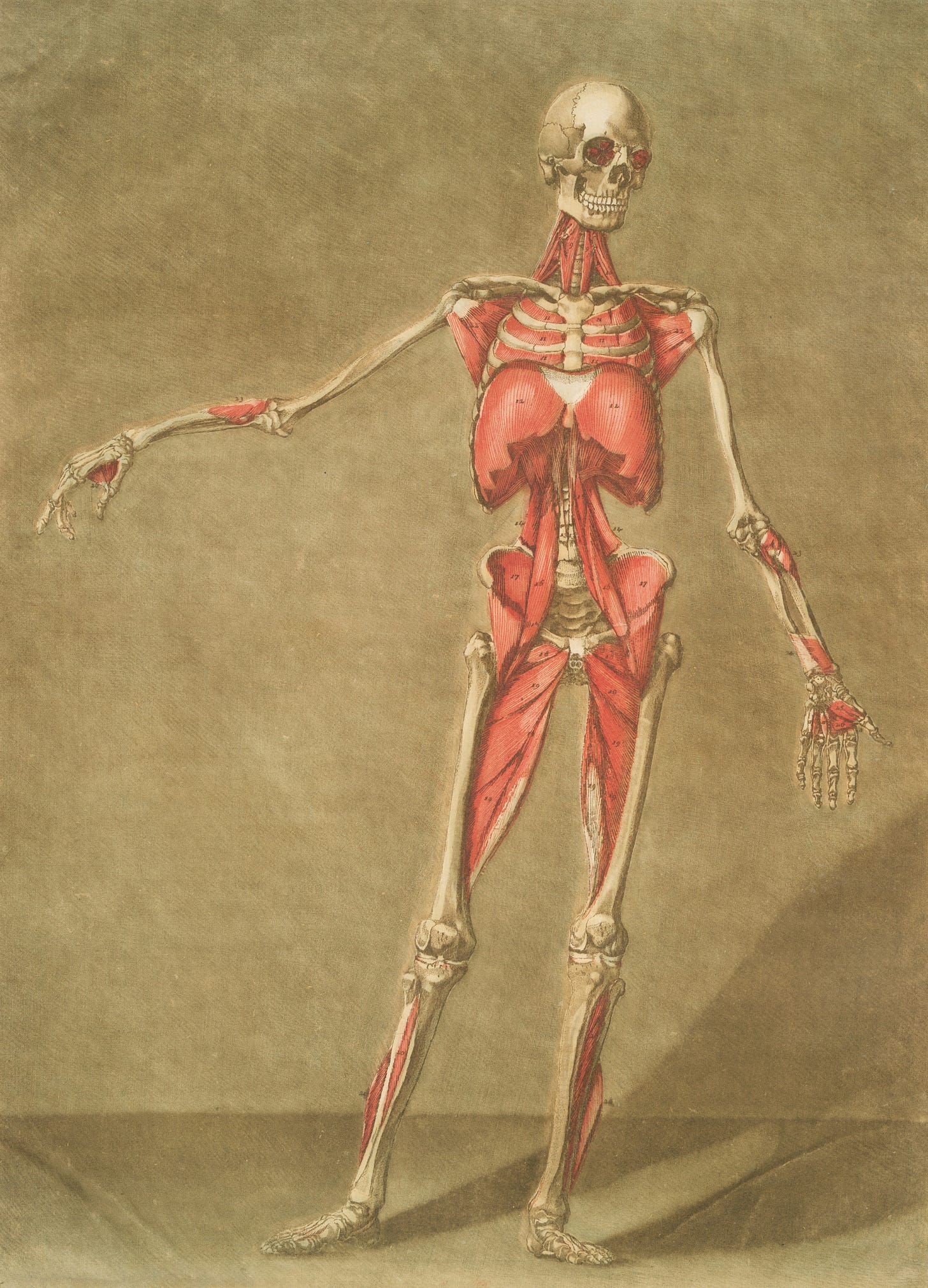 Drawing of a skeleton with muscles Drawing of a skeleton with muscles