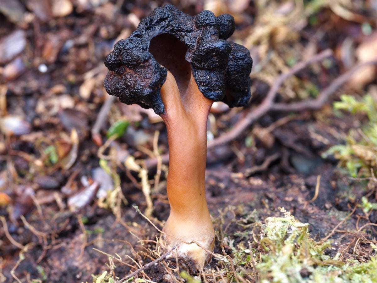 Gyromitra tasmanica