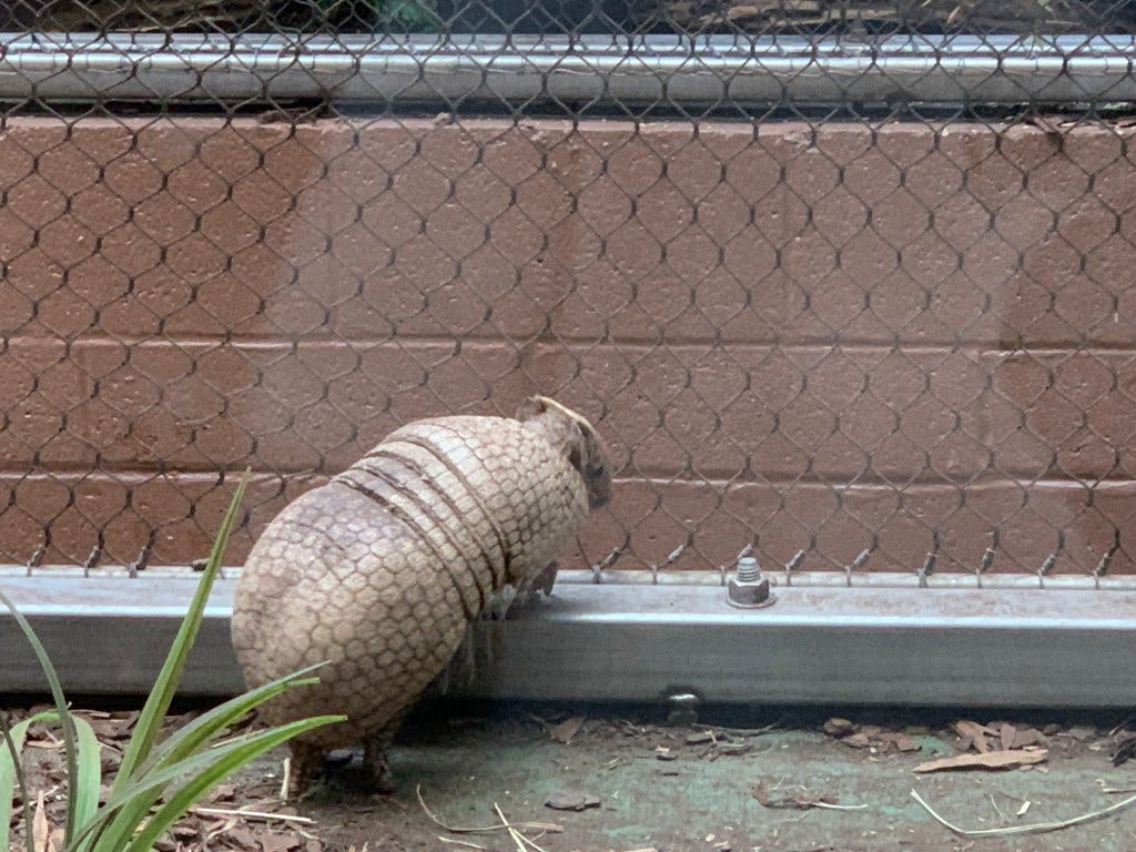 Entod Animal Notes on the D.C. Zoo - by Chuck Eddy - Poplar Mucilage
