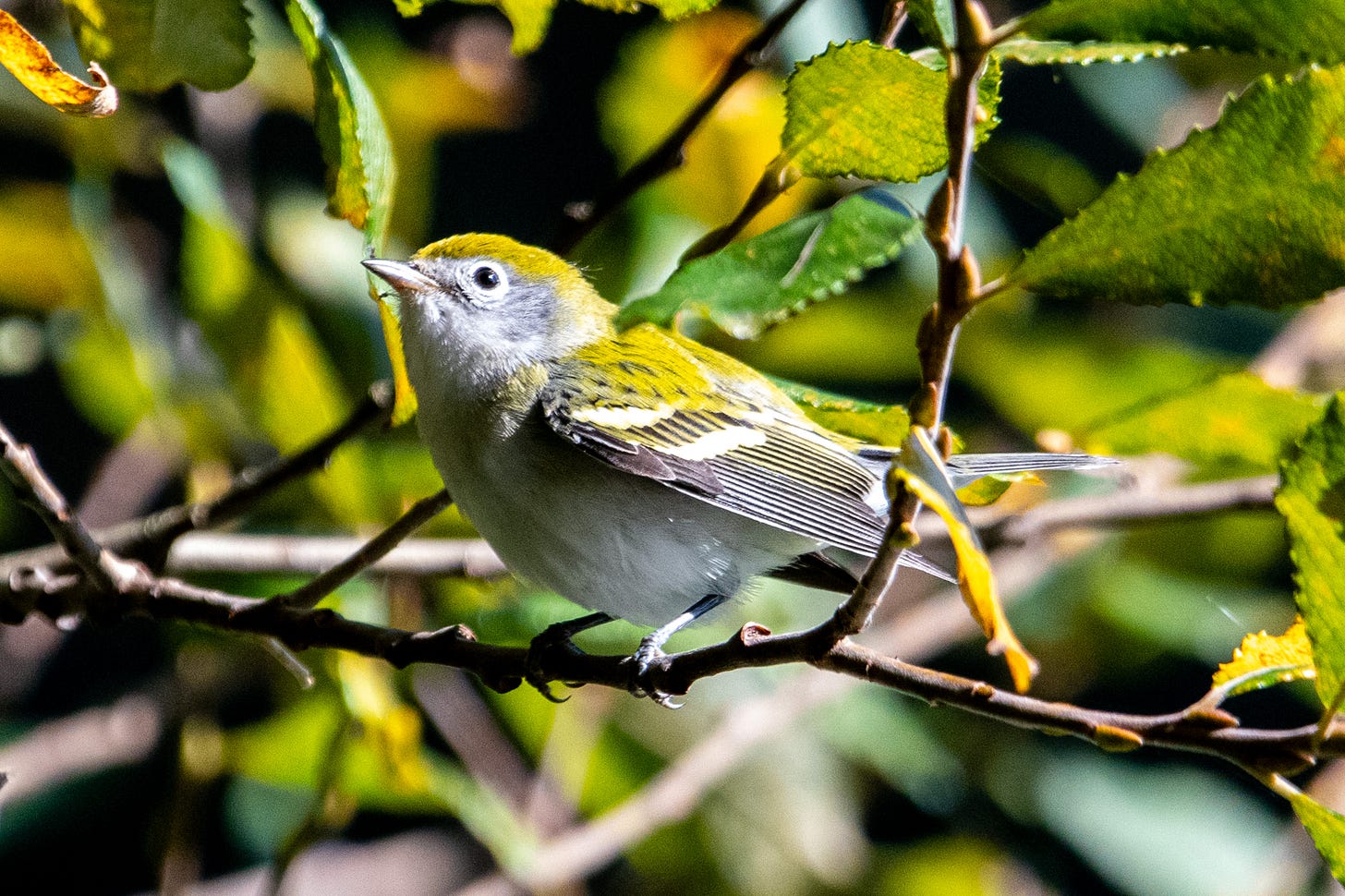 A small bird with a lime-green cap and yellowish wing bars looks upward from its perch