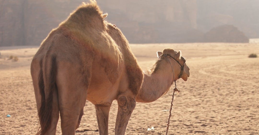 A camel stands in a dry, desert landscape.