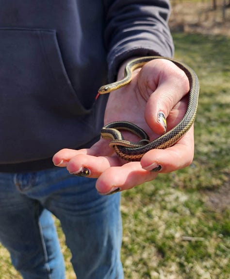 Snakes can be called beautiful instead of scary if we reframe the narrative to positive! Thank you for keeping them safe.