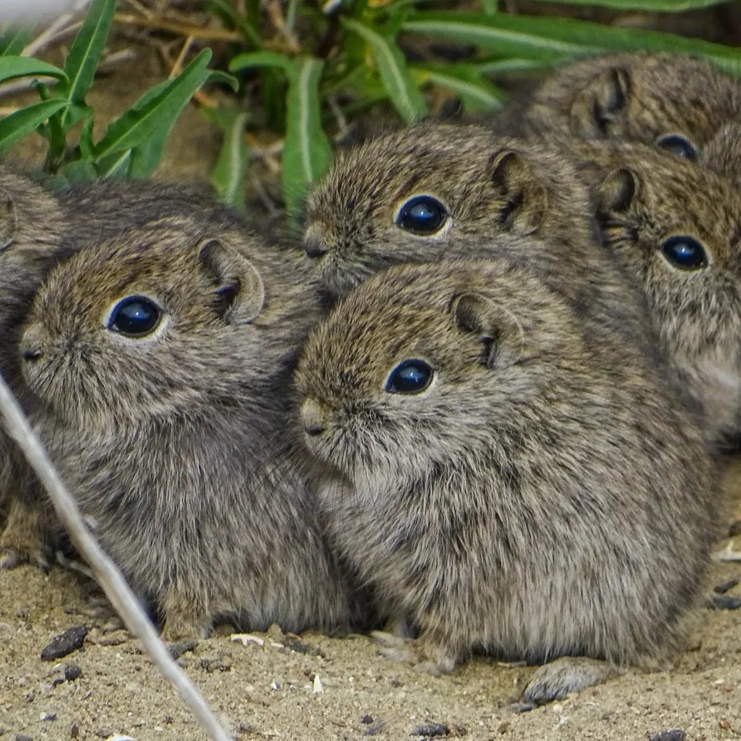 Cavy pups