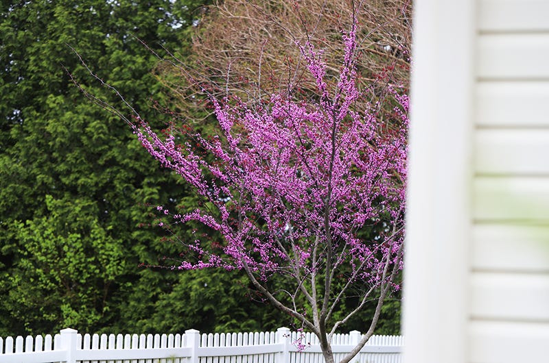 Redbud in bloom, Sixburnersue