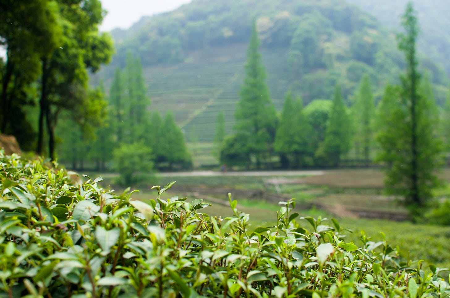 ID: Tea farm in Hangzhou