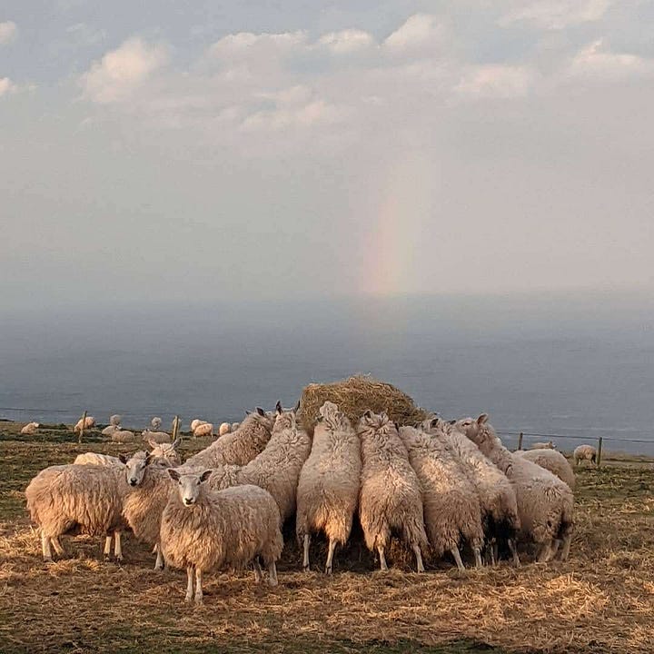 Scenes from my walk in The Borders, Scotland, in April 2021.