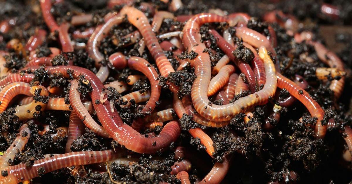 Facts About Worms - How Long They Live & Other Fun Facts