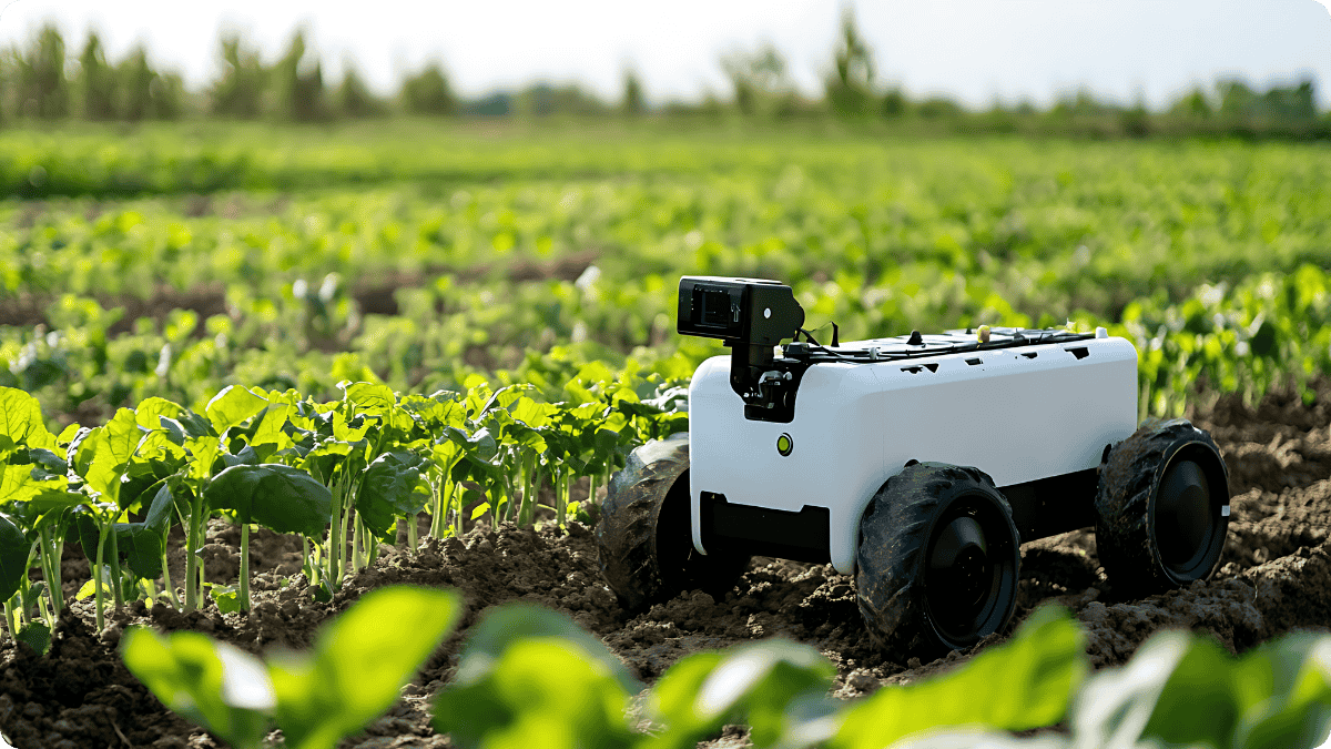 Small white autonomous farm robot with four large wheels navigating between rows of leafy green crops in a sunny field. Small white autonomous farm robot with four large wheels navigating between rows of leafy green crops in a sunny field.