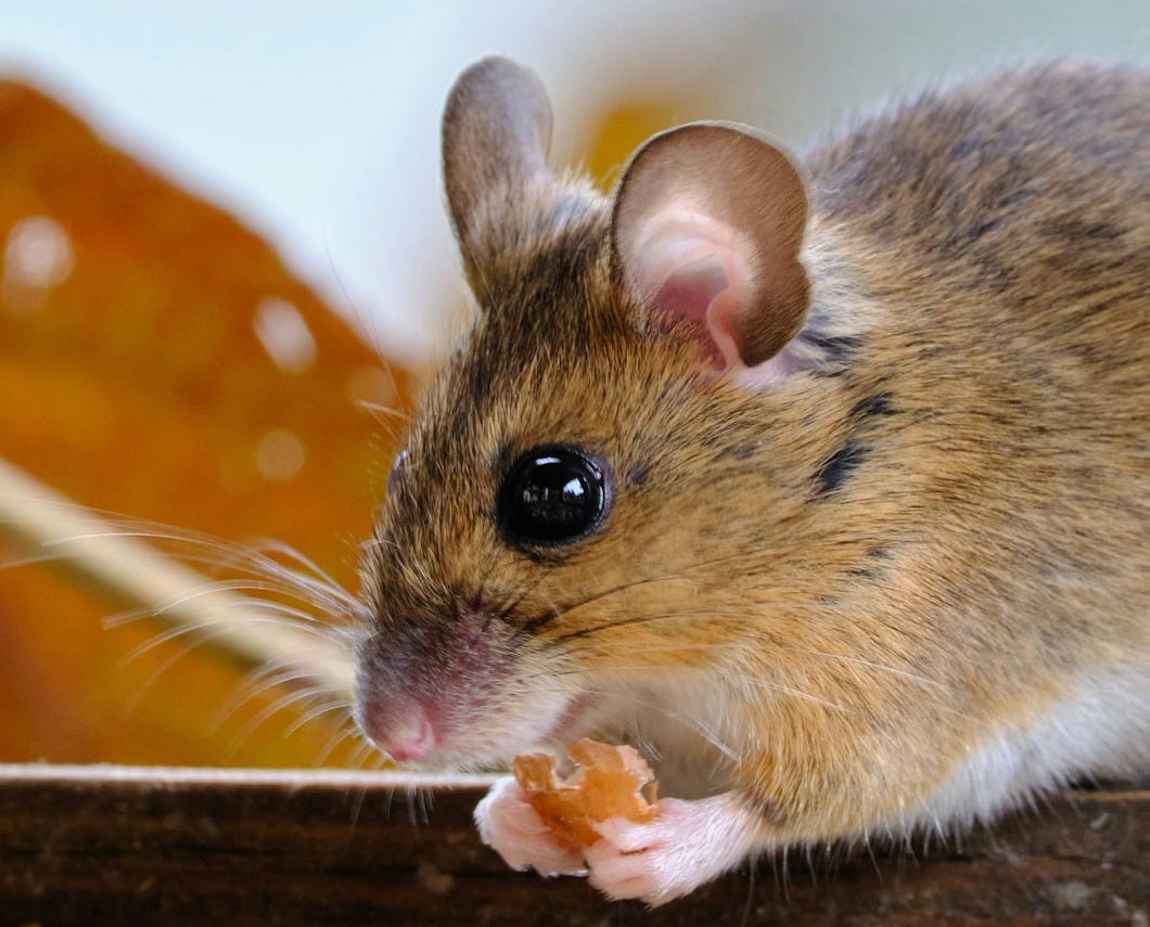 brown and white rodent on orange textile