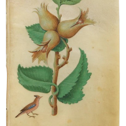 The Hazelnut