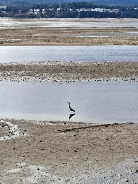 6 photos: looking across the water at mountains and a town with rainclouds overhead, mossy trees, a heron standing in the water, a interestingly shaped rock, blossoms on a tree next to the water, sea lion heads poking out of the water