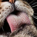 On making the worst porno in the world: today's TERRIBLE advice