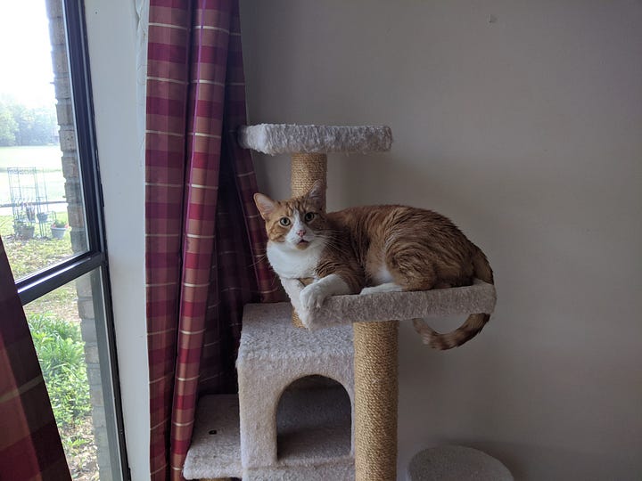 The picture on the left is of a black cat (Fiona) on a table. The other photo is of Flame, an orange cat. In this photo his mouth is open in a meow.