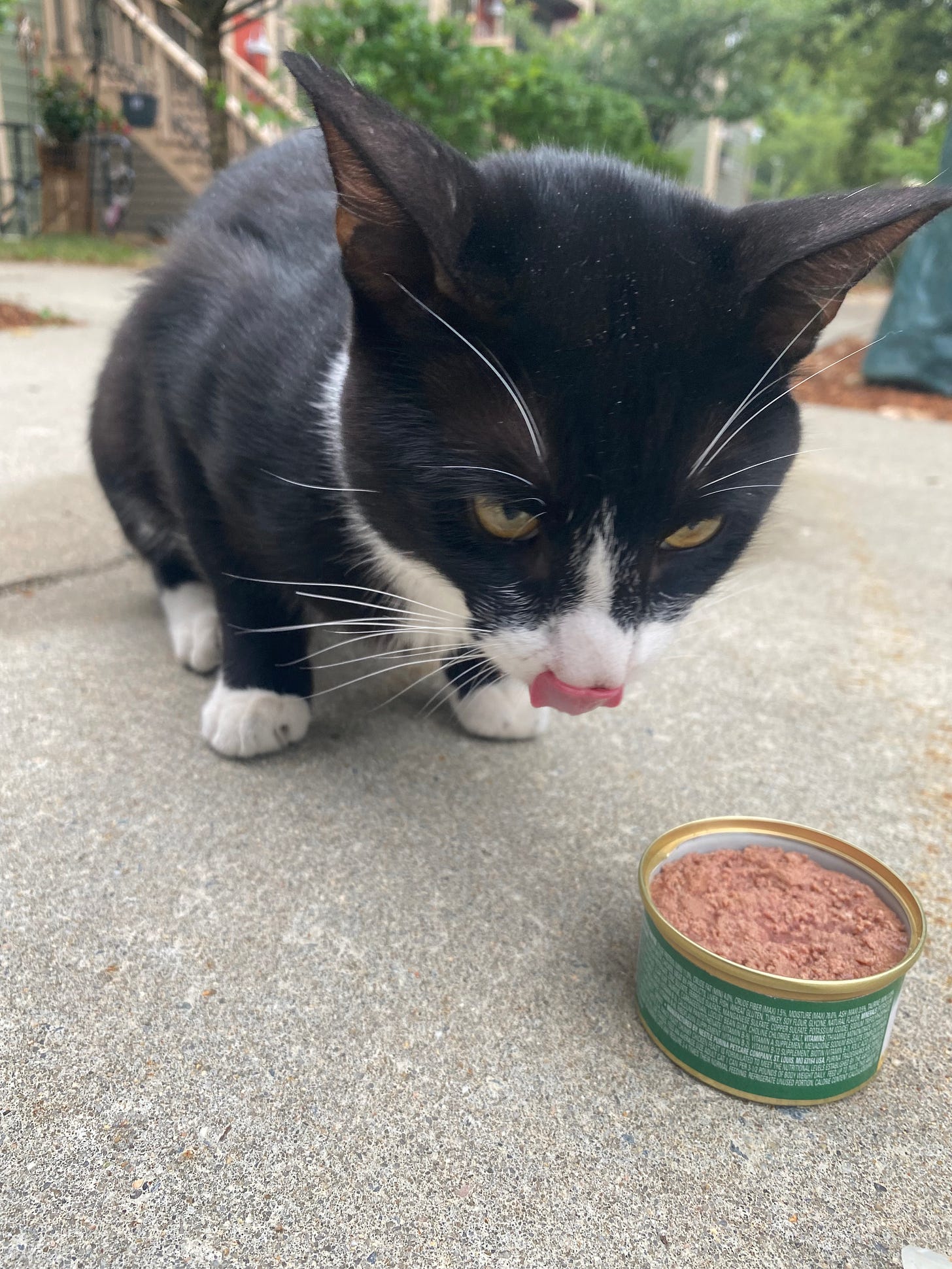Black and white kitty leaned over a can of fancy feast, licking his lips.