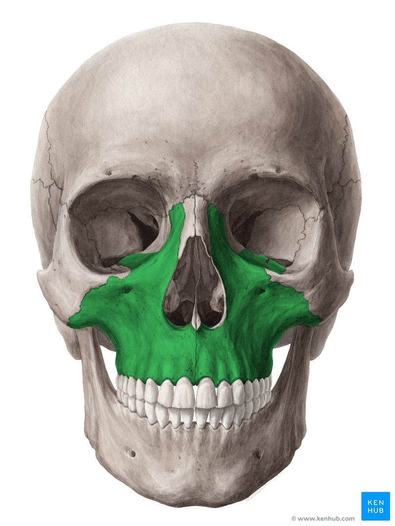 Maxilla: Anatomy, function and clinical notes | Kenhub