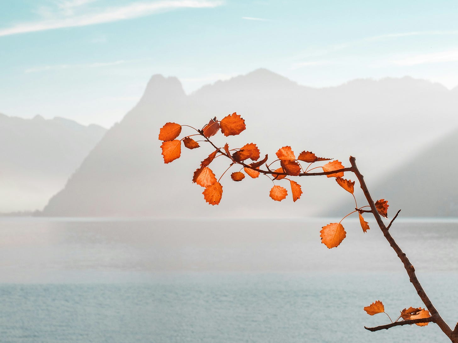 a branch with red leaves before a blue sky and ocean 