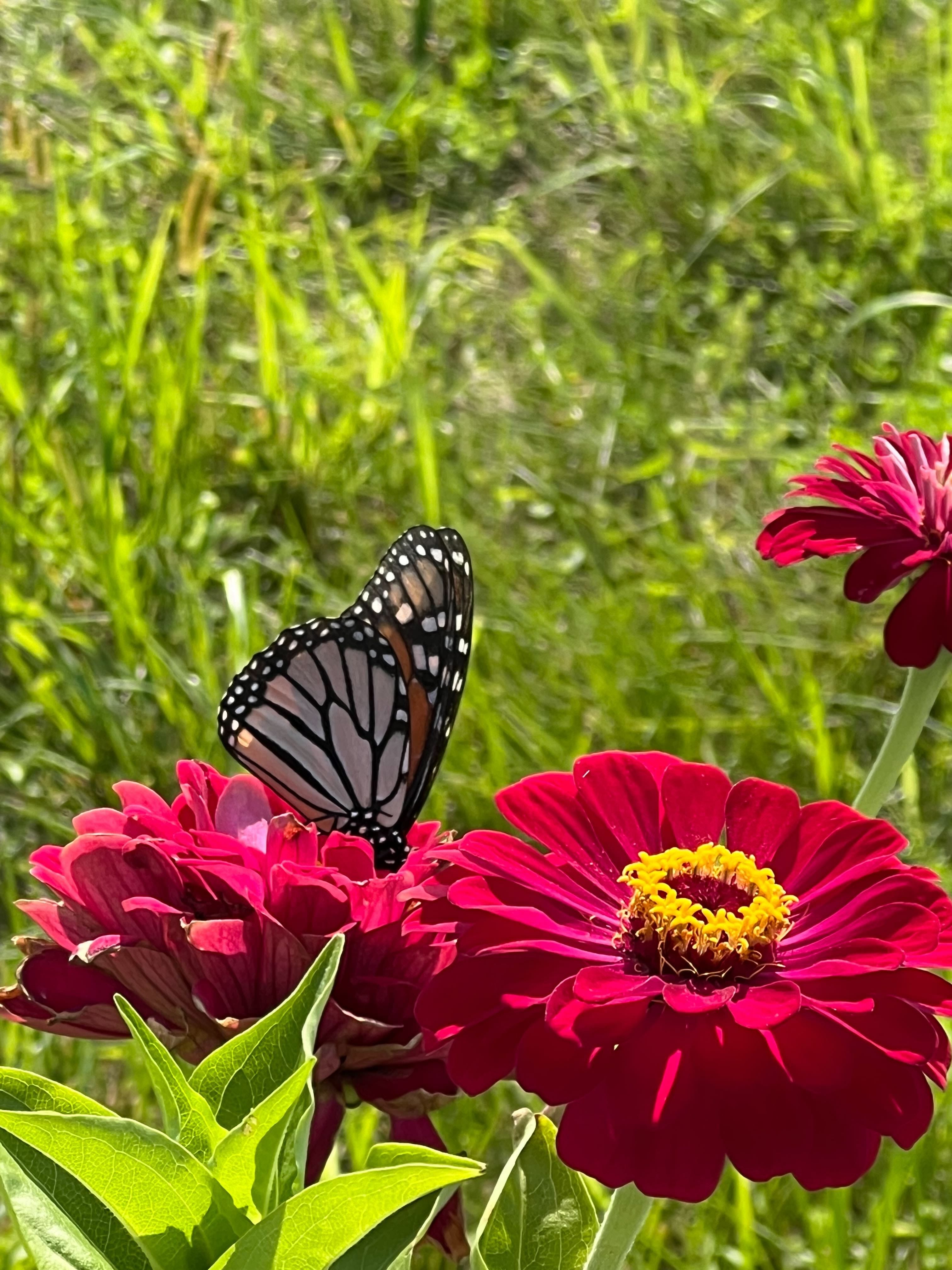 The pollinator crisis in North America everyone should be talking about