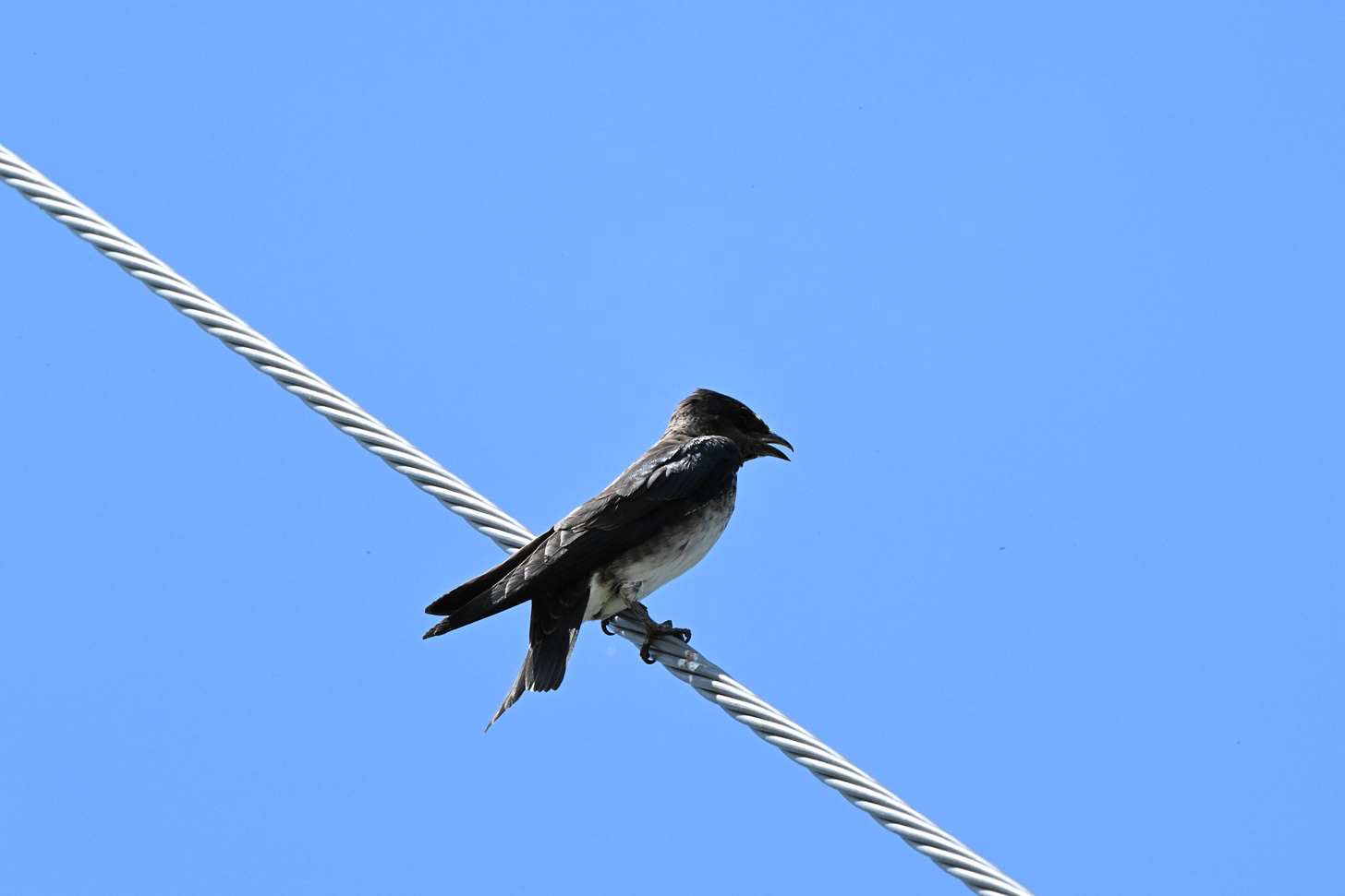 Small, dark purple bird with white breast perches on white wire, facing right, with open beak