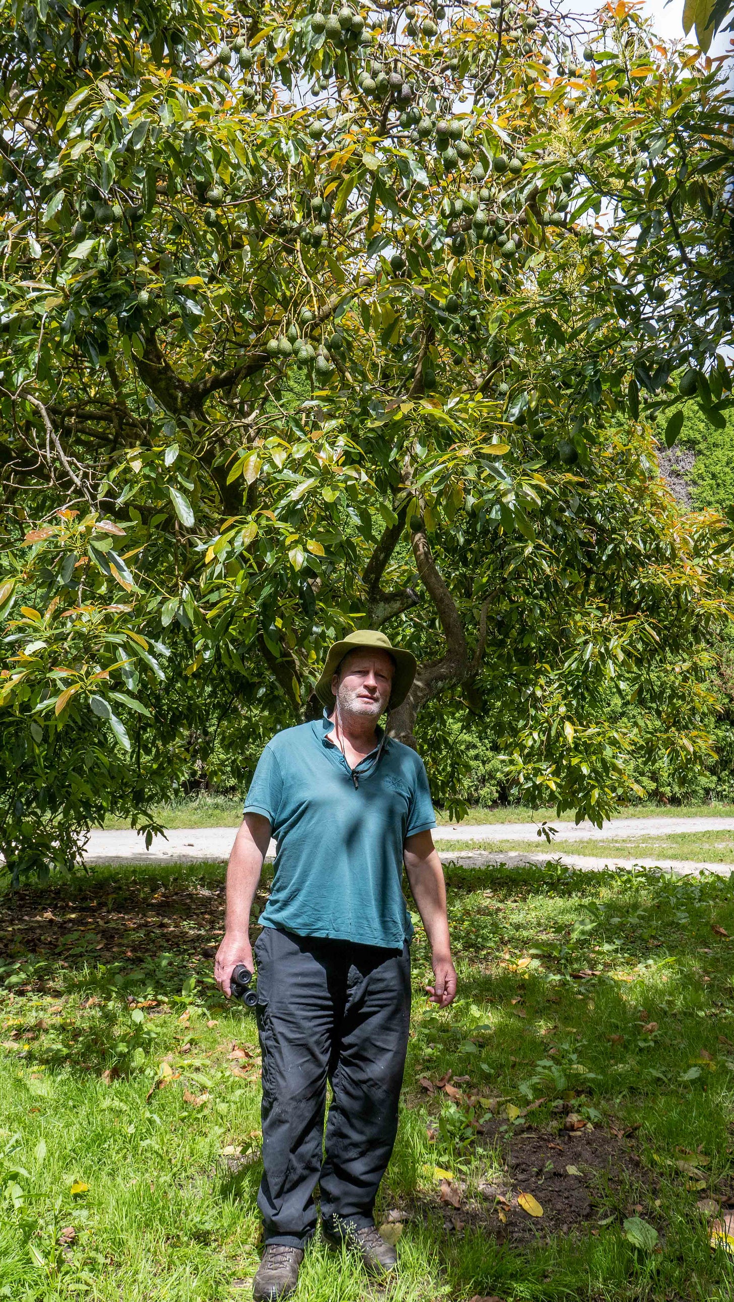 Mike standing under a laden avocado tree, with tens of fruit above his head.