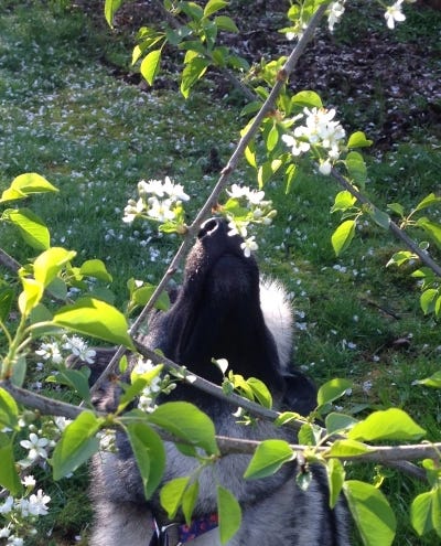 Thora, the Writer Elkhound, is busily sniffing the air near tree branches with great power and portent.