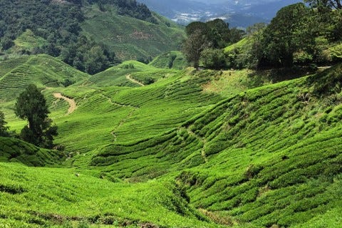 There is no shortage of tea. Photo: Stuart McDonald There is no shortage of tea. Photo: Stuart McDonald