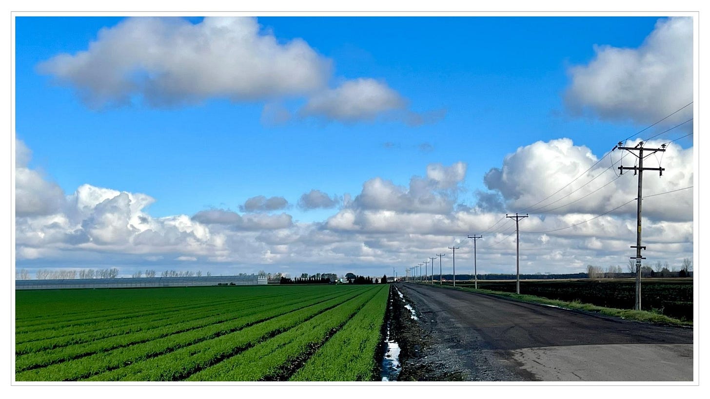 Rows of young wheat plants adjacent to long narrow gravel road and power lines