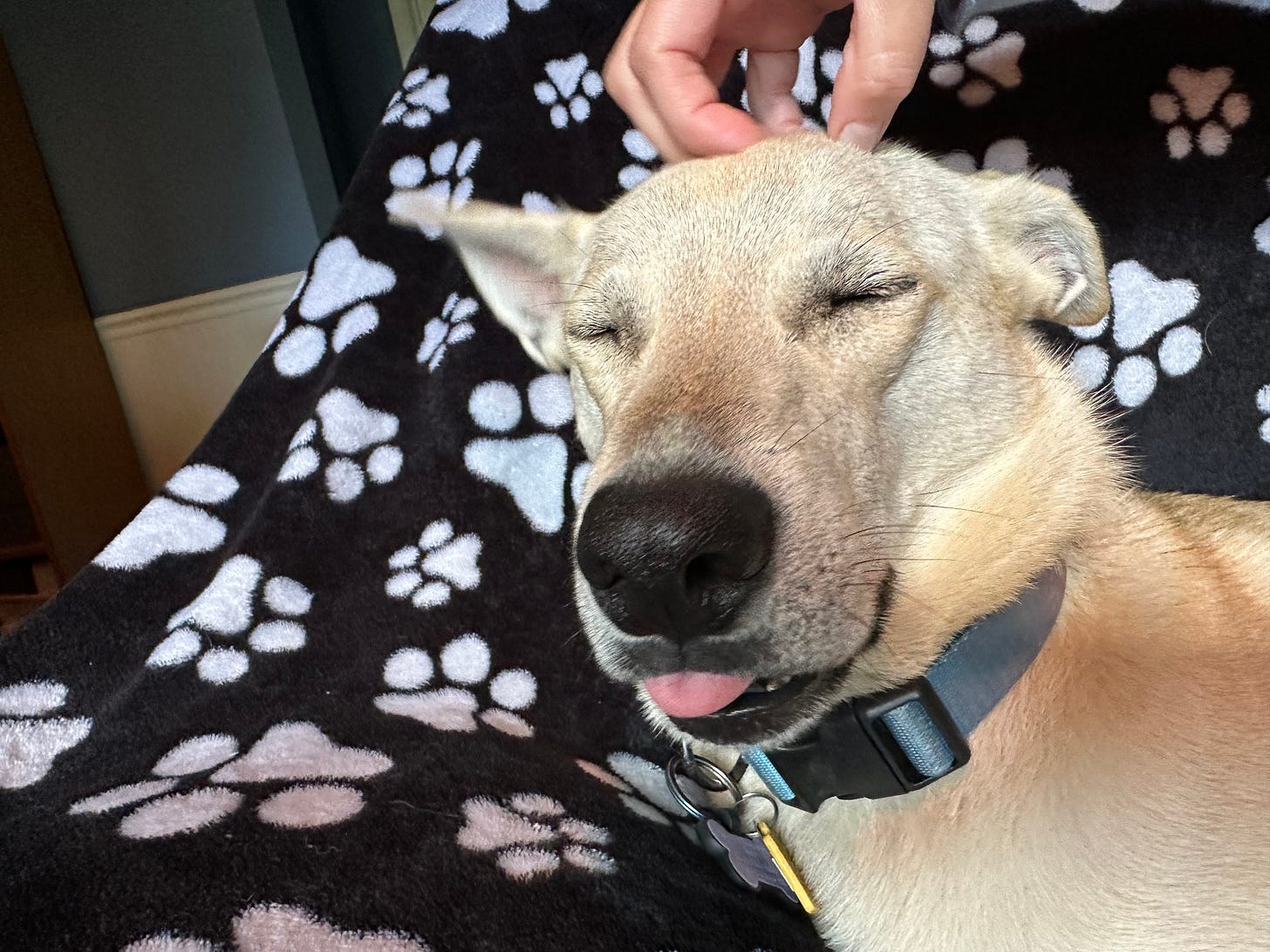 A yellow mixed breed dog, mostly Shiba Inu, receives a head scratch with her eyes closed and tongue slightly out, laying on a blanket black with white paw prints.