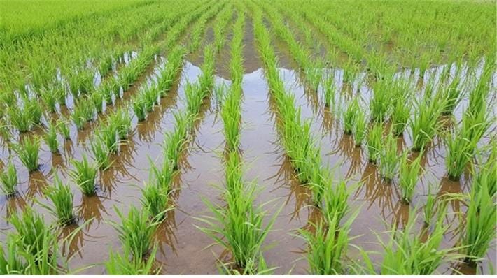 rice paddy