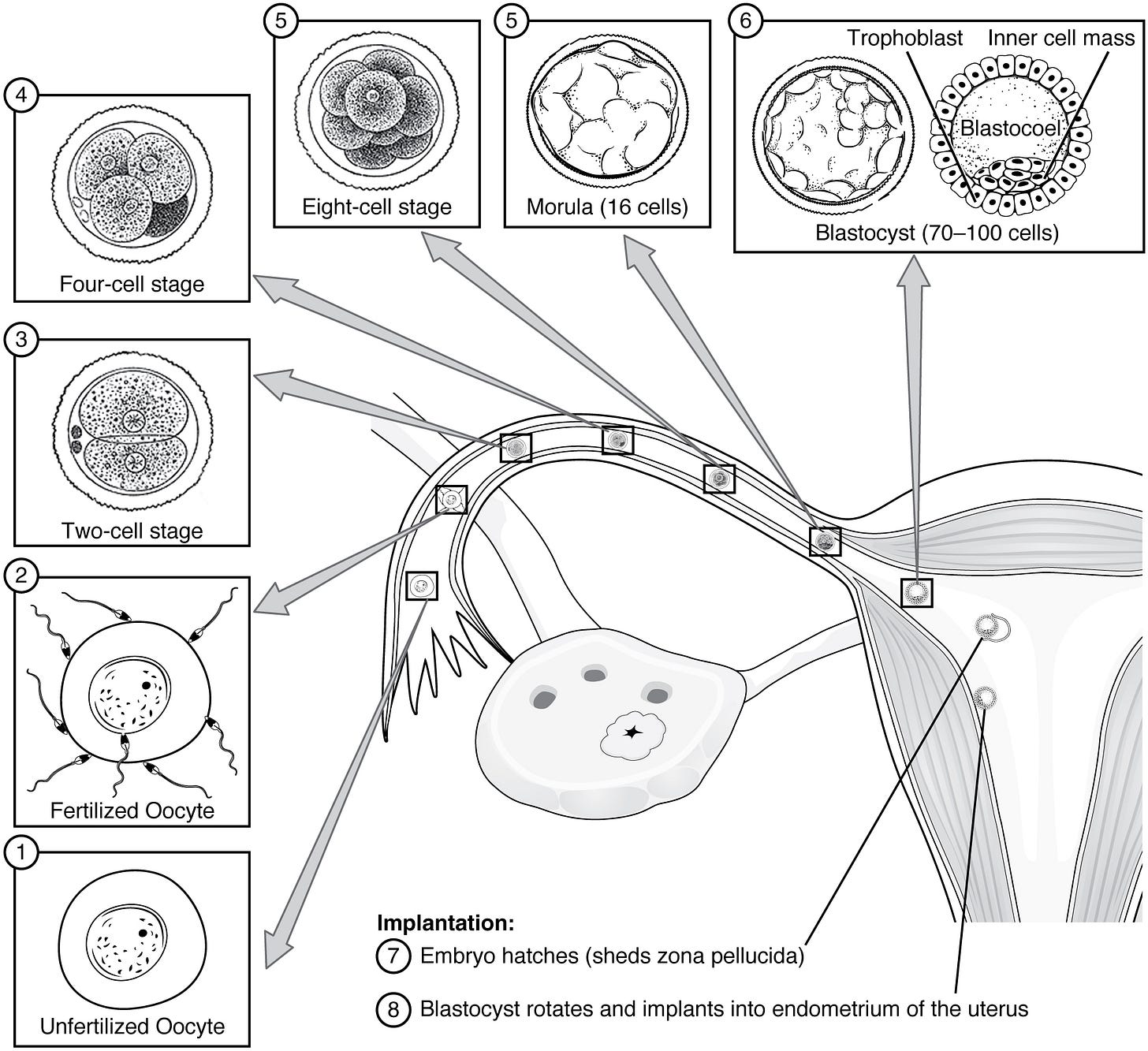 This figure shows the different stages in pre-embryonic development. A diagram of the uterus is shown and from this image, eight callouts show the different stages of development. This figure shows the different stages in pre-embryonic development. A diagram of the uterus is shown and from this image, eight callouts show the different stages of development.
