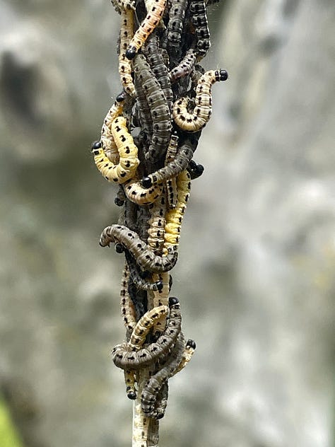 Yellow-brown wormy creatures tangle together; whisps of web hang on twigs, with green grass and trees in the background, and dots of white sheep; a yellow-brown mass of maggoty things on a white background