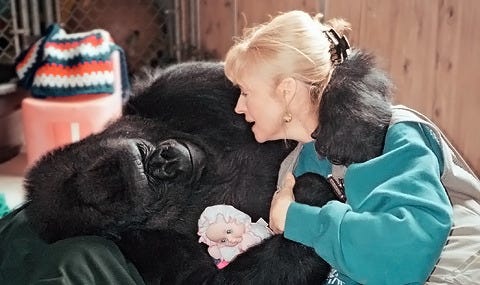 Women protecting Gorillas