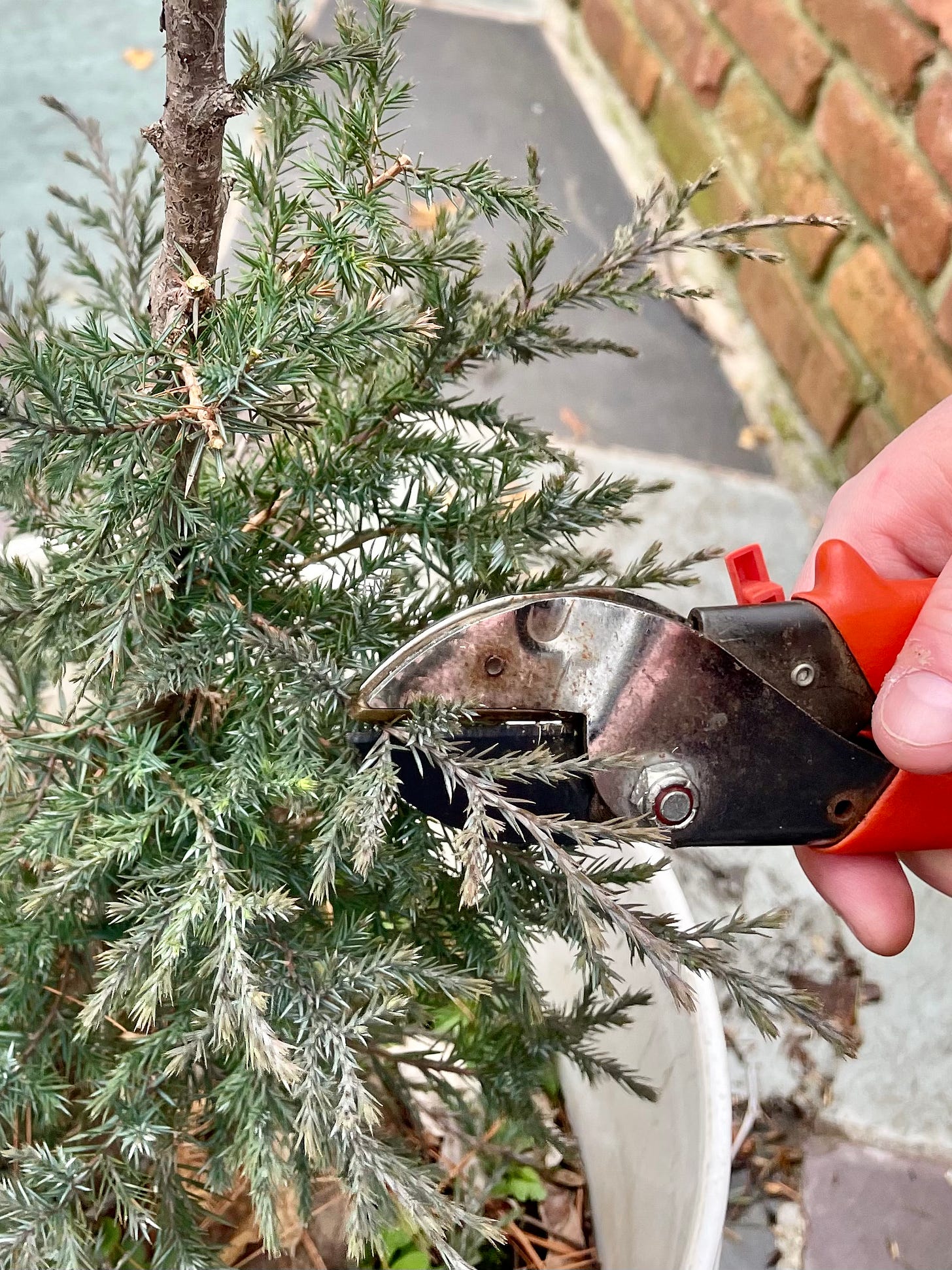 ID: Photo showing me prune a branch on the Eastern red cedar.