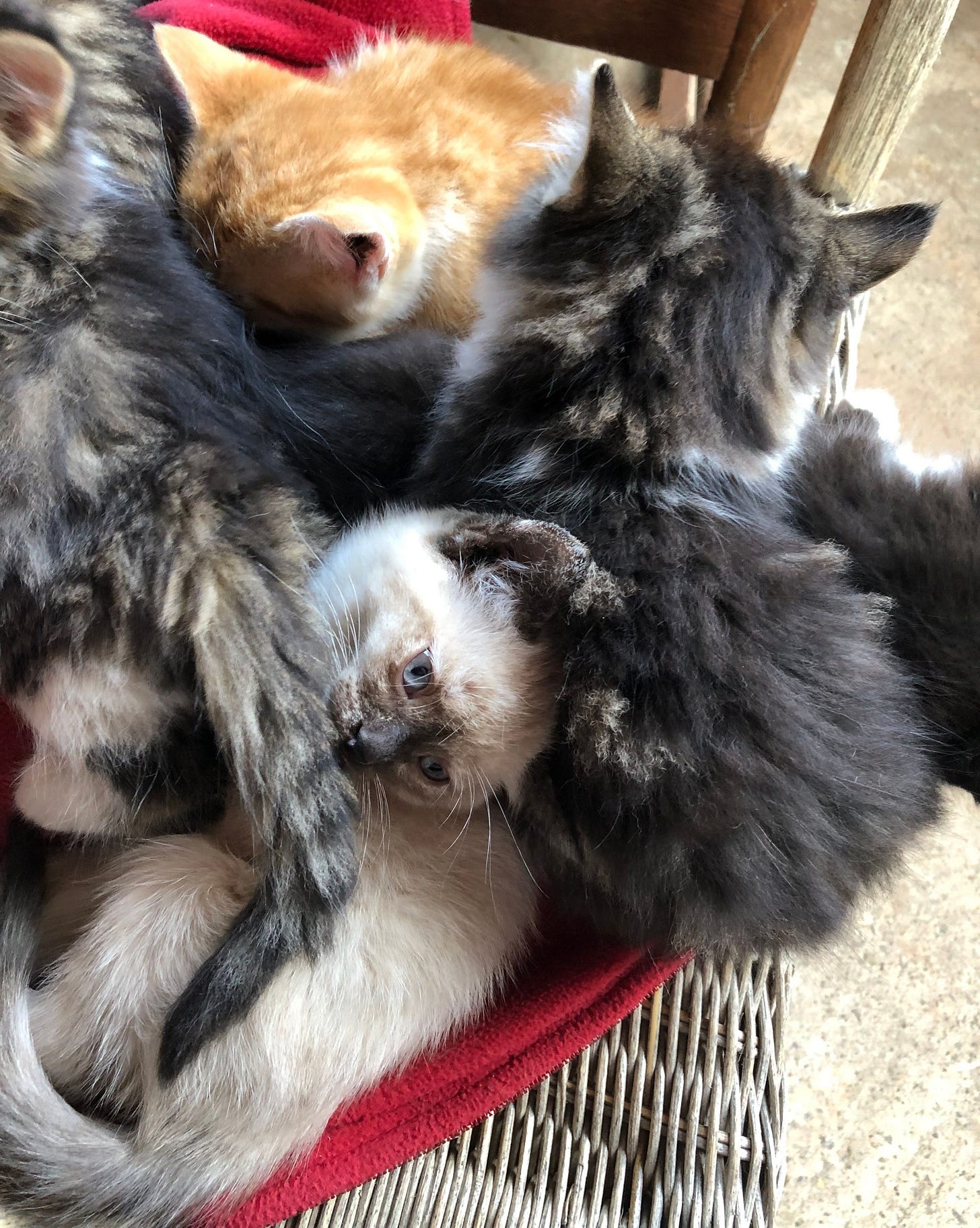 Skye as a kitten is looking up from deep within a pile of kittens, her white fur and blue eyes standing out amidst a sea of orange and grey. Skye as a kitten is looking up from deep within a pile of kittens, her white fur and blue eyes standing out amidst a sea of orange and grey.