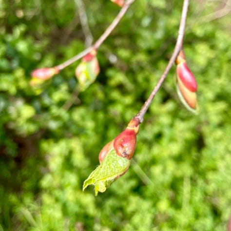 Linden tree