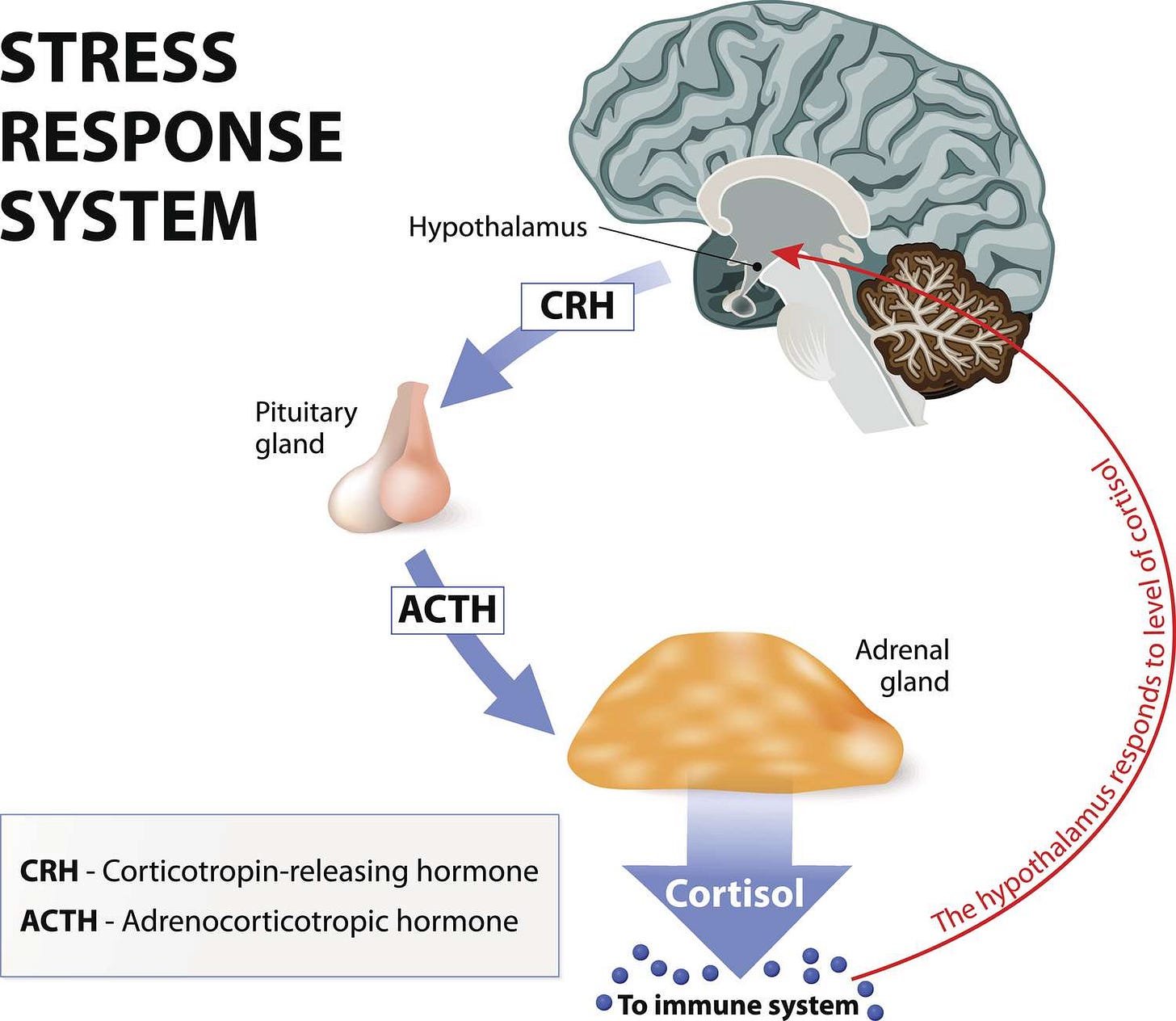 Cortisol: What It Is, Functions, Associated Conditions Cortisol: What It Is, Functions, Associated Conditions