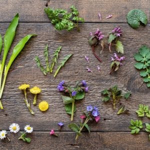 Wild garlic, lungwort, nettle, ground elder and other herbs and wild edible plants growing in early spring