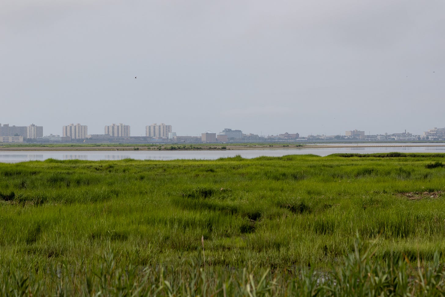 an expanse of green grass in front of distant water, and behind the water, a line of enormous, wide, tan, 50s-era nyc apartment buildings evenly spaced on the skyline an expanse of green grass in front of distant water, and behind the water, a line of enormous, wide, tan, 50s-era nyc apartment buildings evenly spaced on the skyline
