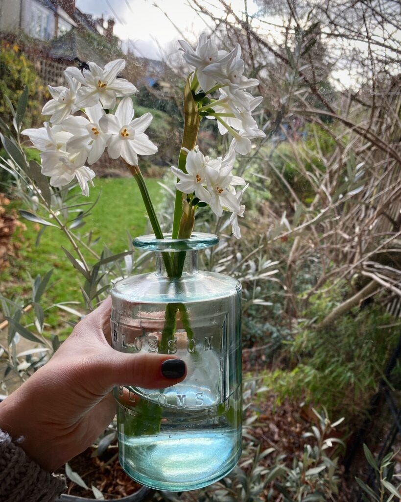 Paperwhites 'Ziva' forced over winter