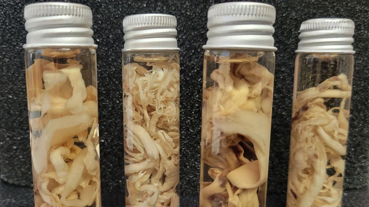 Baanbrekend onderzoek ontrafelt het mysterie rond de rubberachtige stolsels