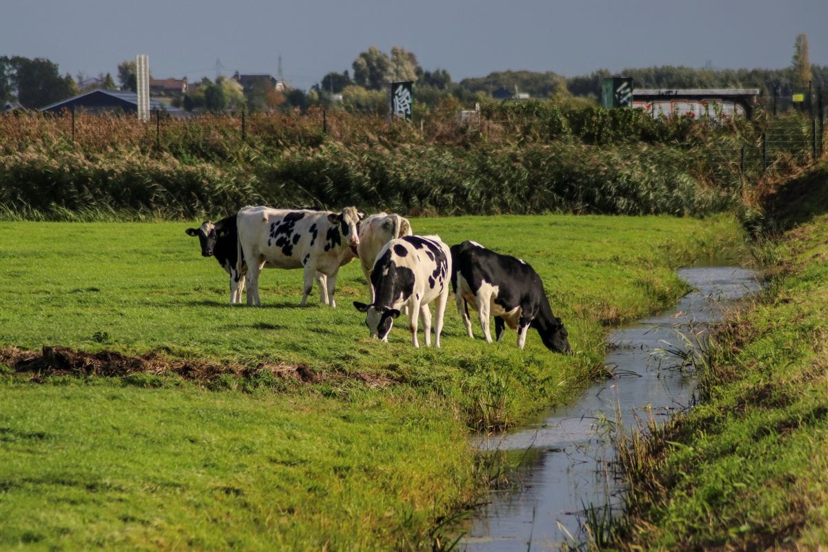 Cows in a Dutch landscape