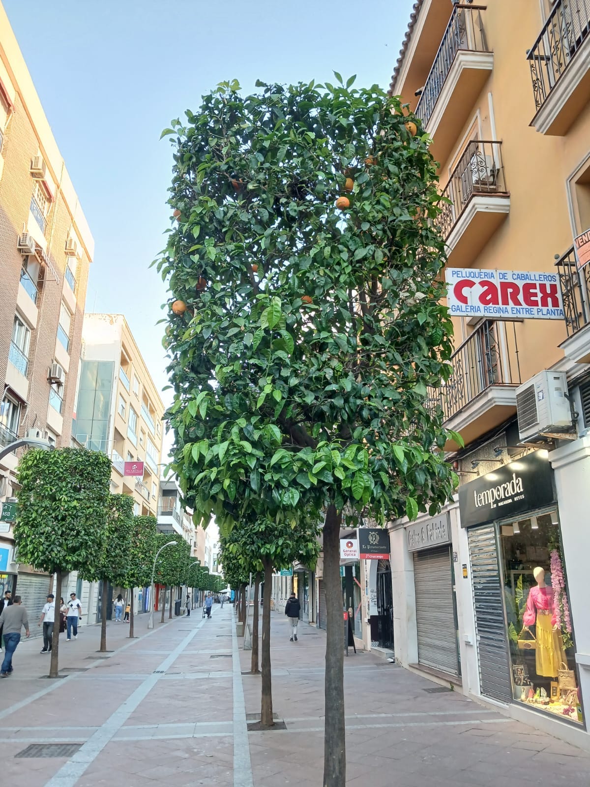 Seville Orange
