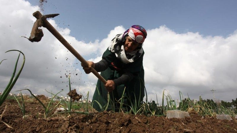 An elderly woman uses a farm tool to dig in the ground amongst green plants.