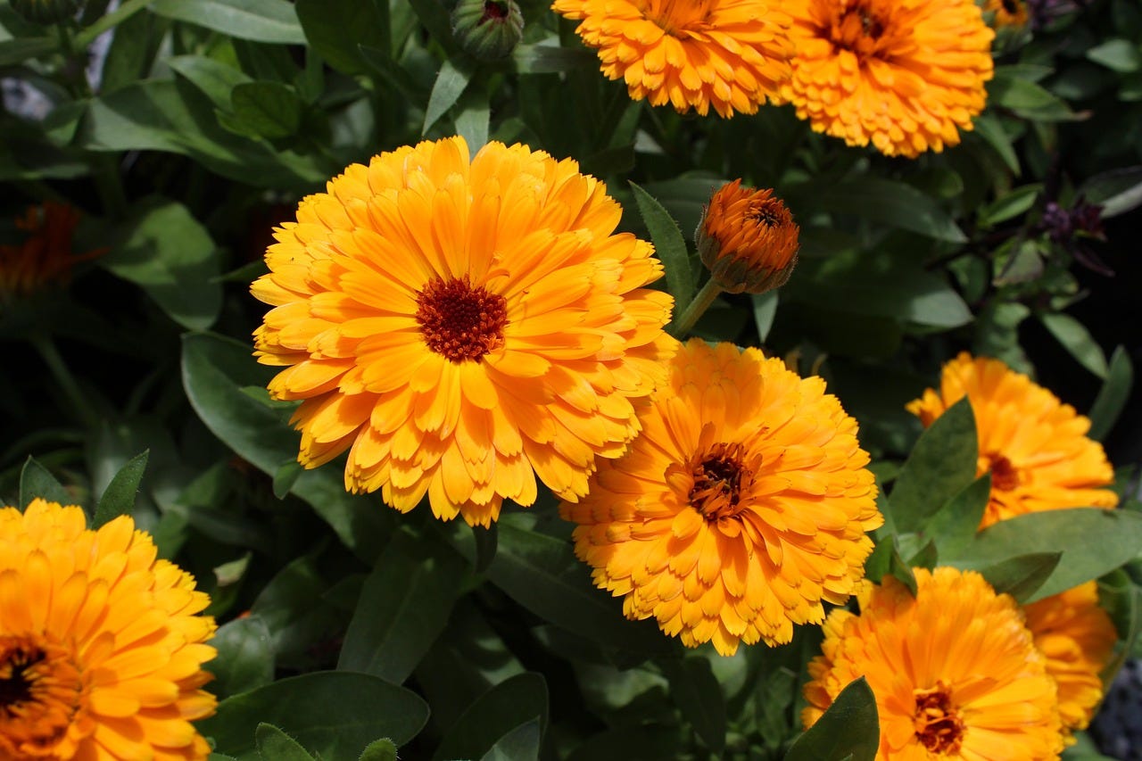 fleurs de soucis