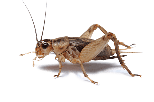 Common Crickets: Signs of Infestation and How to Control Them | Western Pest