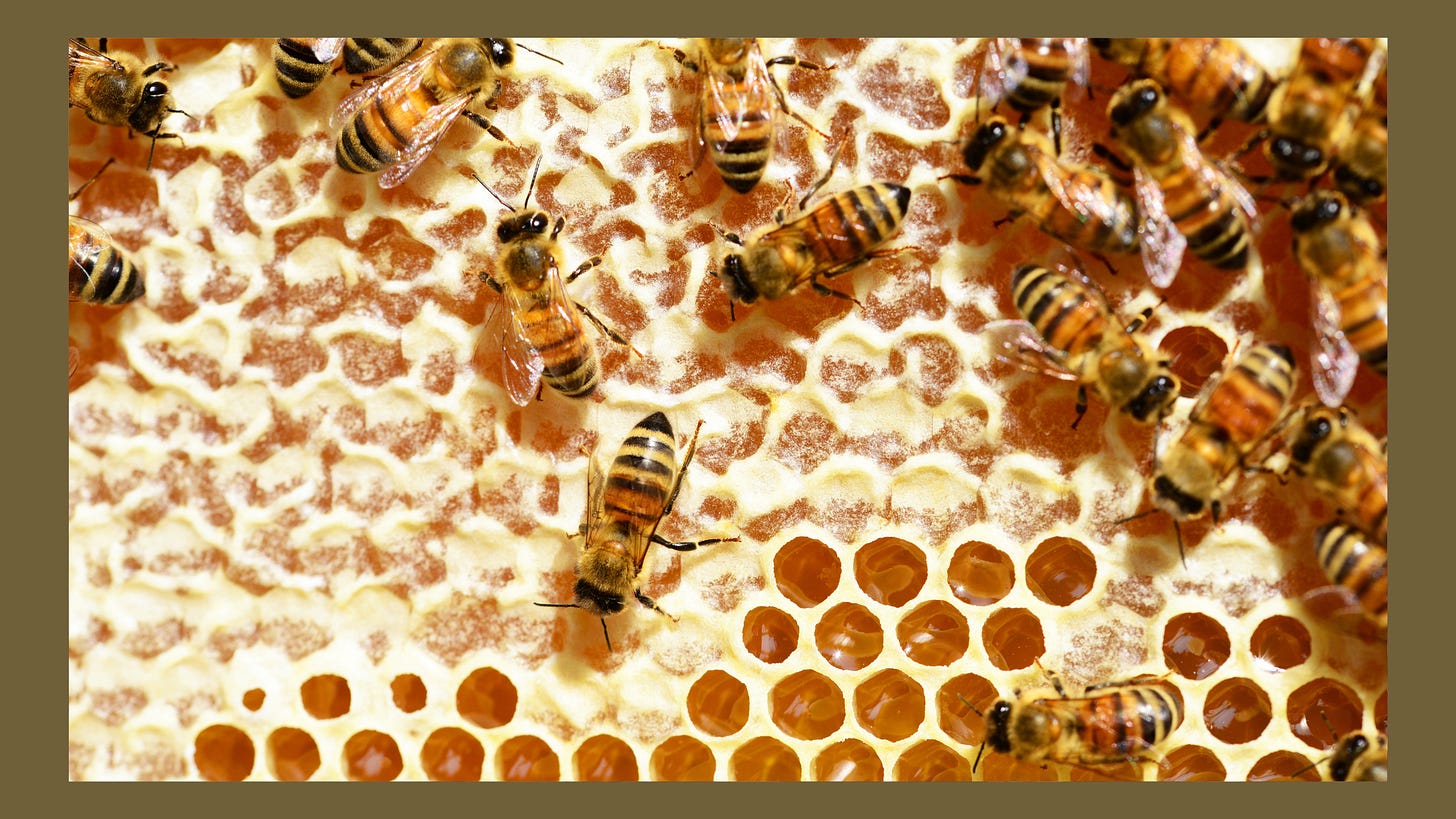 honeybees on honeycomb