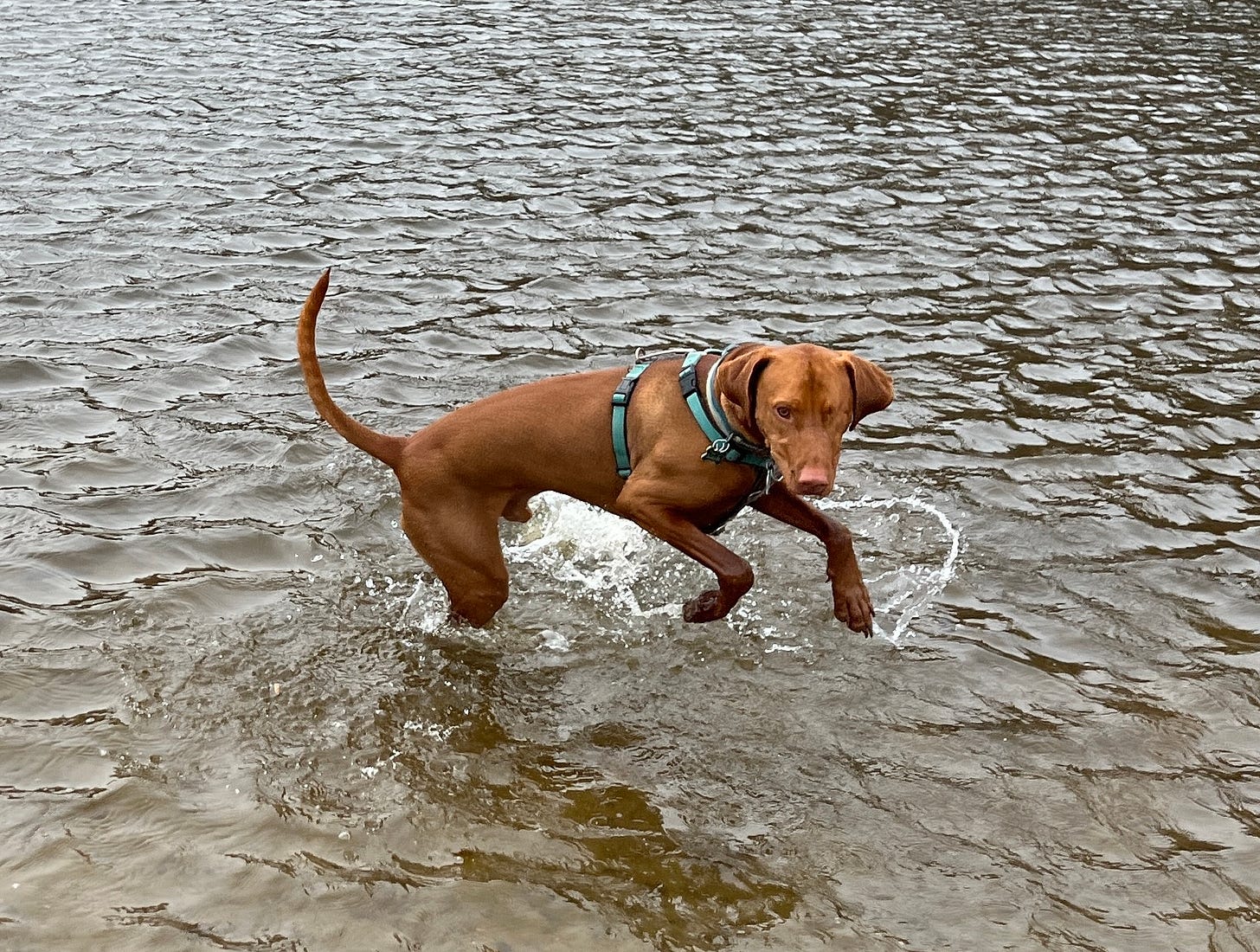 Leif, the one-eye vizsla, splashing in the Mississippi River in Minneapolis. 