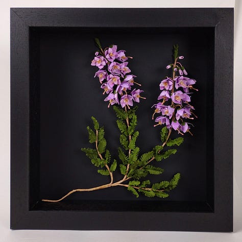 Three images of my framed artworks depicting pink bramble flowers with red stems and green leave; bright yellow gorse flowers with vivid blue-green spikes and the pinky purple flowers of common heather, enlarged to show the detail within, a double ring of stamen, white and rust coloured. All pictured against a black background