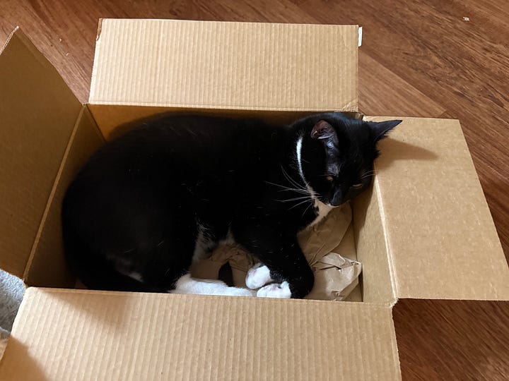 two photos of a gray and white tabby cat and a tuxedo cat sitting in a box